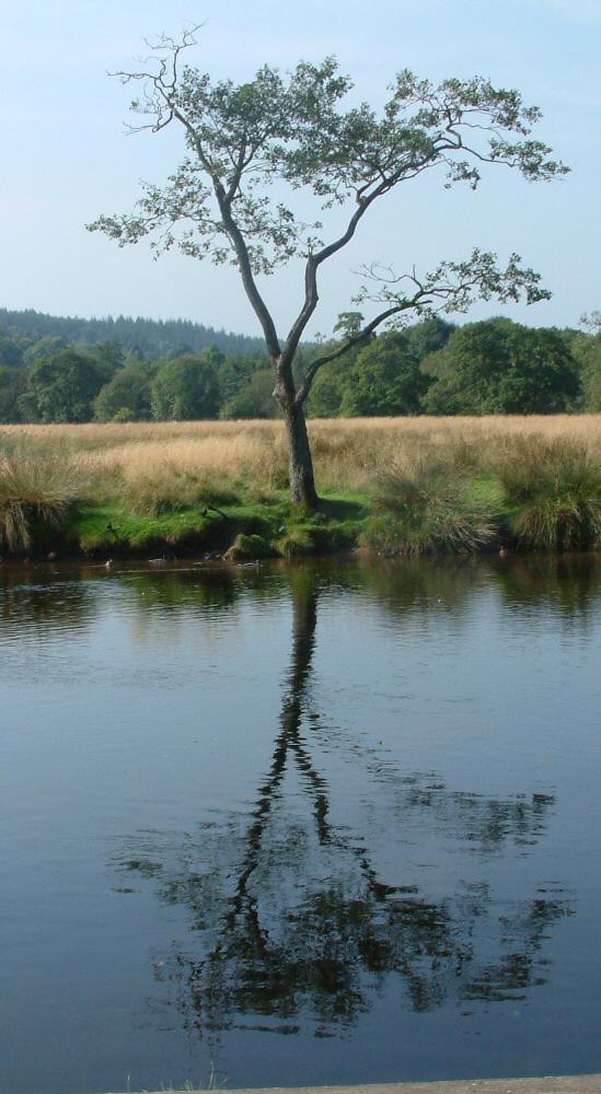 tree-by-river