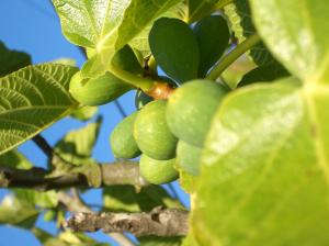 fig_tree