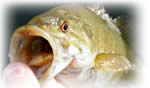 fish_mouth