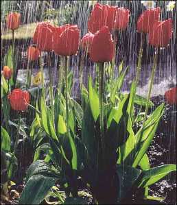 april_showers