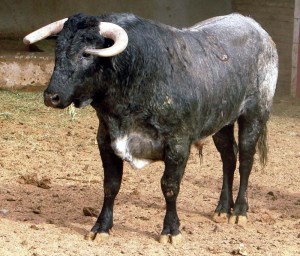 bull
