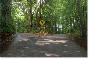 fork-in-the-road