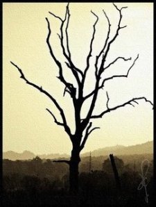 barren-tree