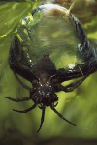 scuba-spider