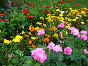 flower_garden