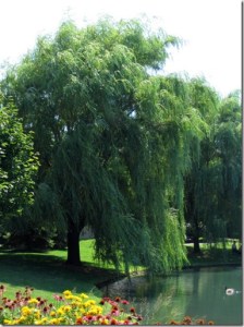 weeping-willow