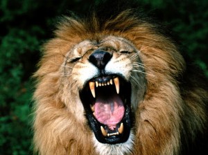 roaring-lion