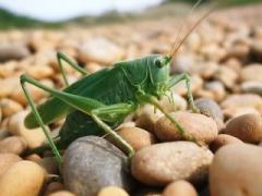 grasshopper