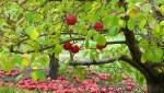 Good fruit without being born again? – Knowing God through His Word ...