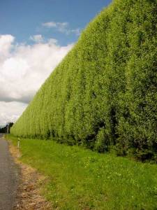 hedge1