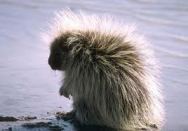 porcupine
